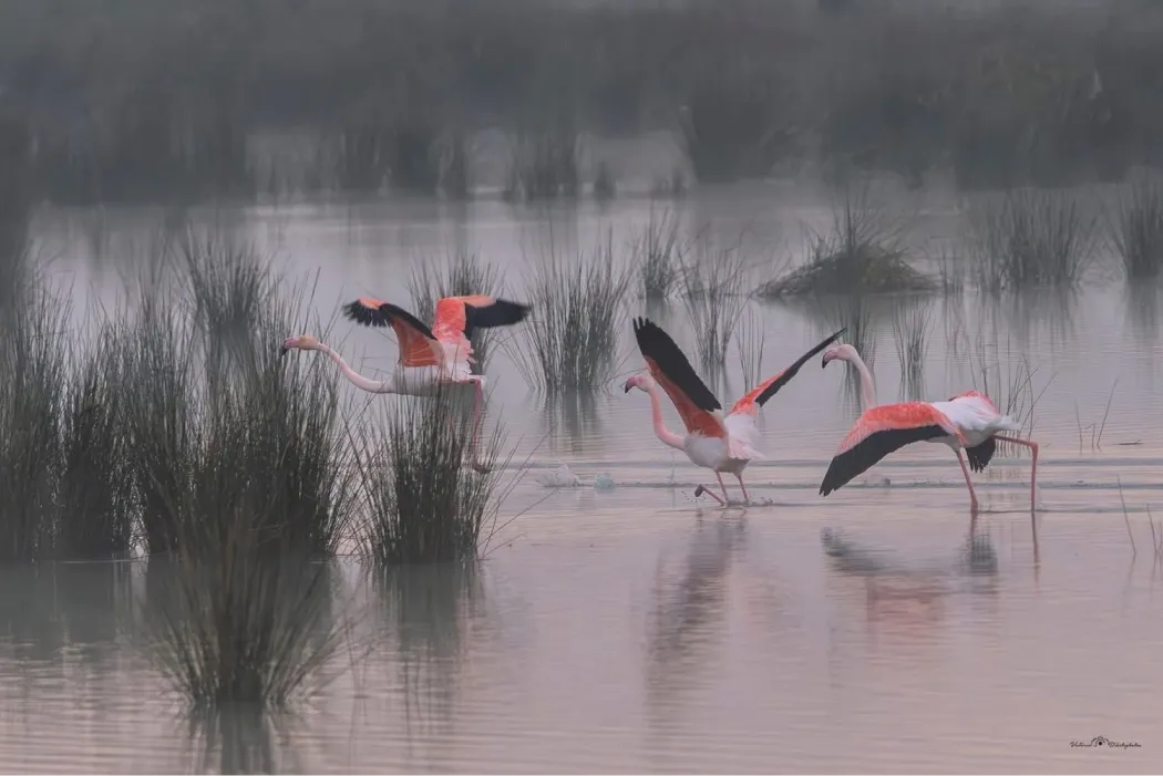 Hotel La Chaumiere Hotel Restaurant A Marseillan Plage IMG 0728 1
