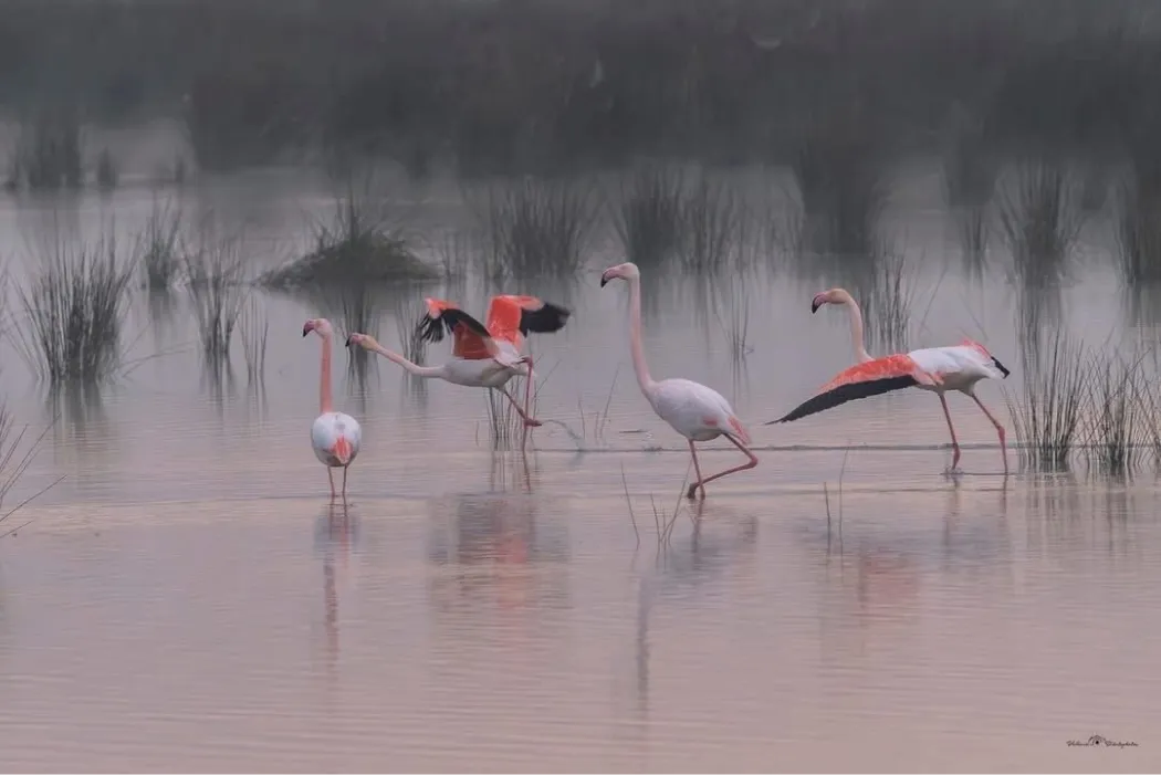 Hotel La Chaumiere Hotel Restaurant A Marseillan Plage IMG 0729 1