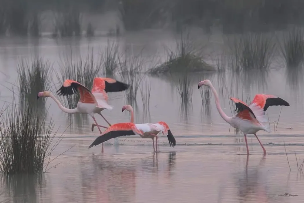 Hotel La Chaumiere Hotel Restaurant A Marseillan Plage IMG 0730 1